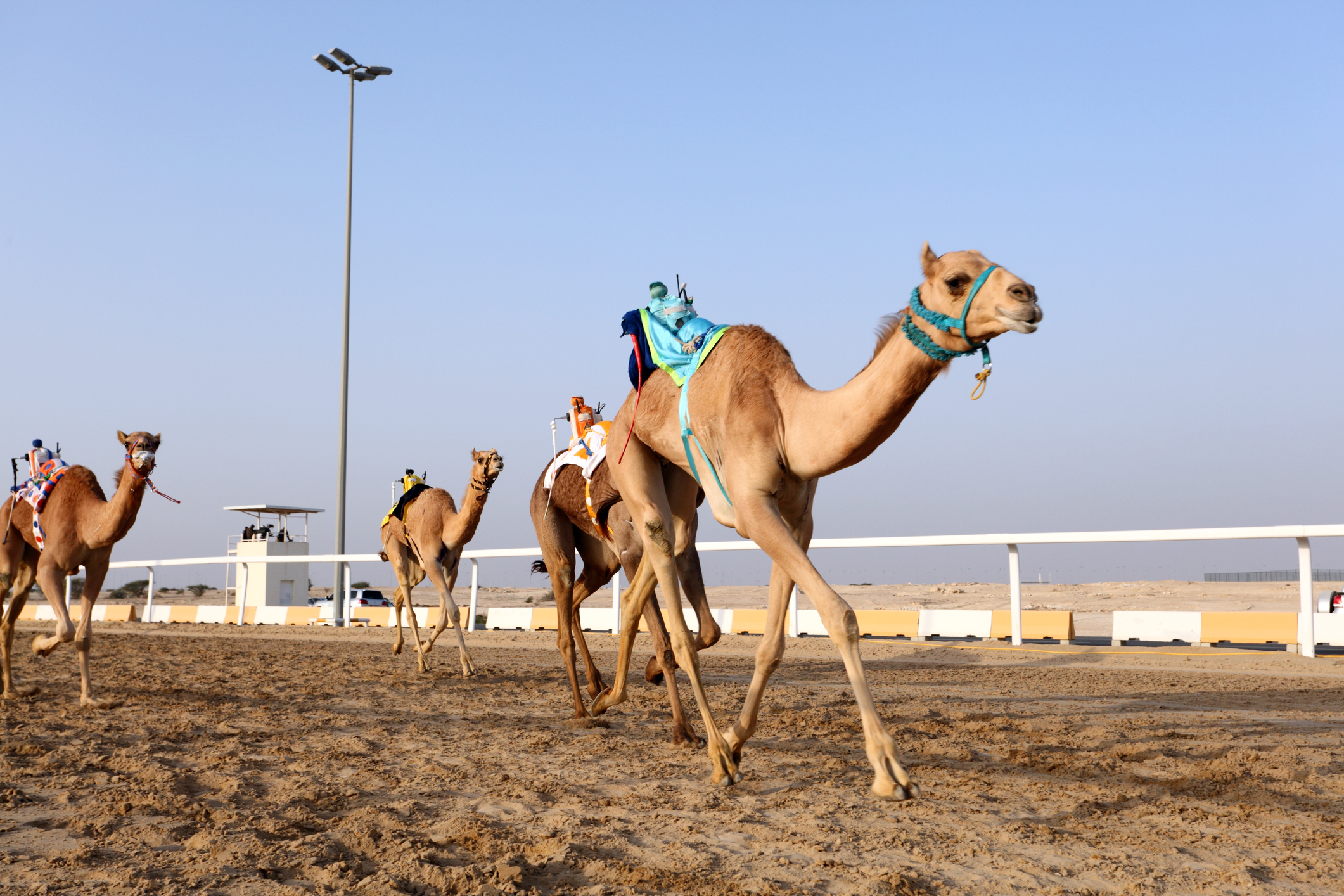 Camel Racing