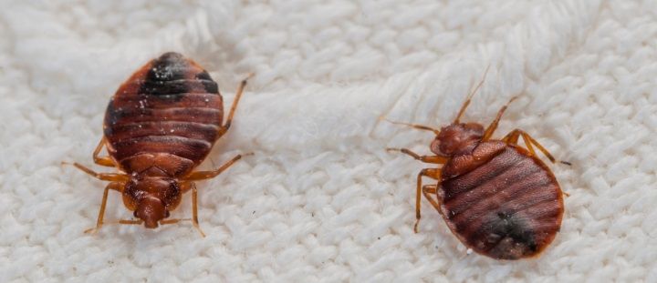 effective termite control services and bed bug spray services.