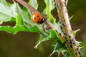 Pest Control in Lahore