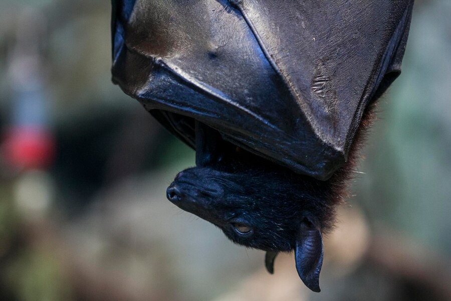 bat removal