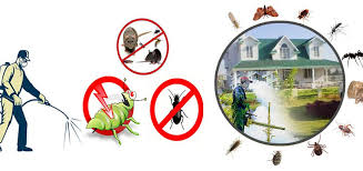 Pest Control Services in Lahore