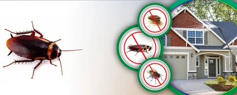 Effective Pest Control and Bed Bug Treatment Solutions